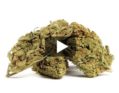 cbd-gras-do-si-dos