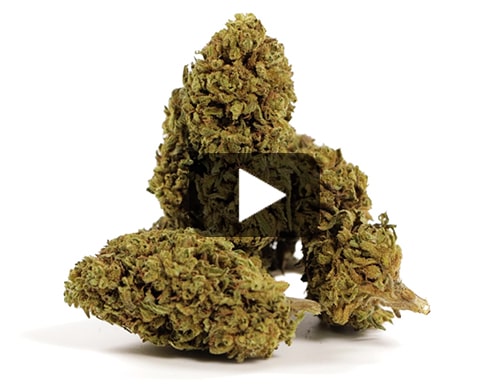 cbd-gras-gorilla-glue