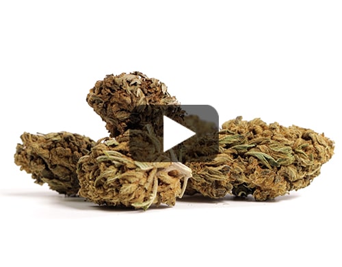 cbd-gras-lemon-cheese