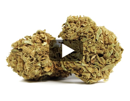 cbd-gras-master-kush