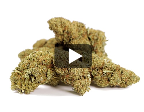 cbd-gras-orange-cbd-boost