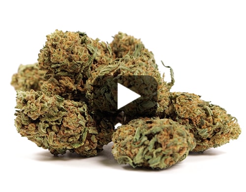 cbd-gras-white-widow