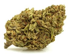 DO SI DOS-small-cbd-blueten