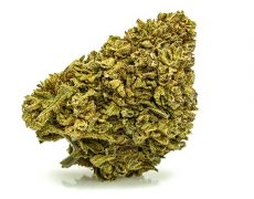 gorilla-glue-small-cbd-blueten