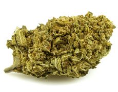 lemon-cheese-small-cbd-blueten