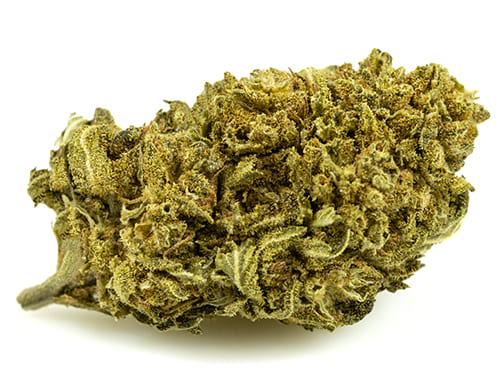 lemon-cheese-small-cbd-blueten