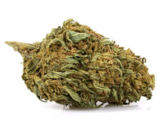lemon cheese small cbd gras
