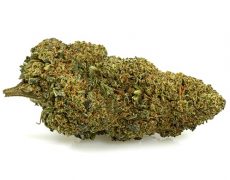 orange-cbd-boost-small-cbd-blueten