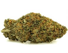 sweet-berry-small-cbd-blueten