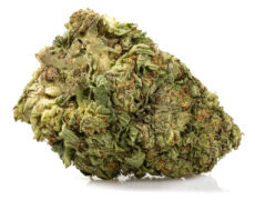 white widow small cbd gras