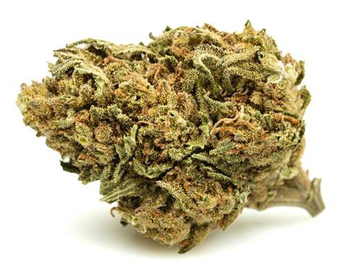 white-widow-small-cbd-blueten