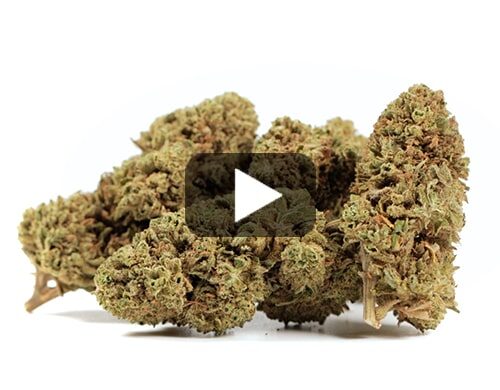 cbd-gras-bubblegum