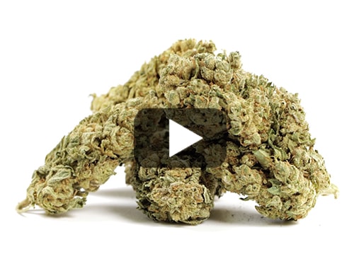cbd-gras-bubblegum