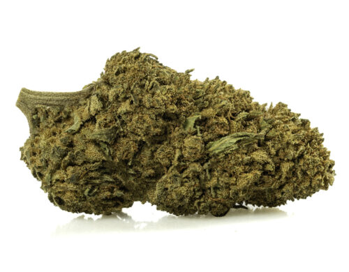 Nahaufnahme einer Spitze von cbd Gras CALIFORNIA HAZE