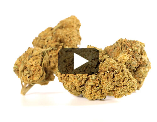 Videovorschau von cbd Blüten CALIFORNIA HAZE mit grünen und braunen Nuancen