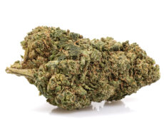 california haze cbd gras