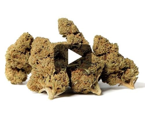 cbd-gras-california-haze
