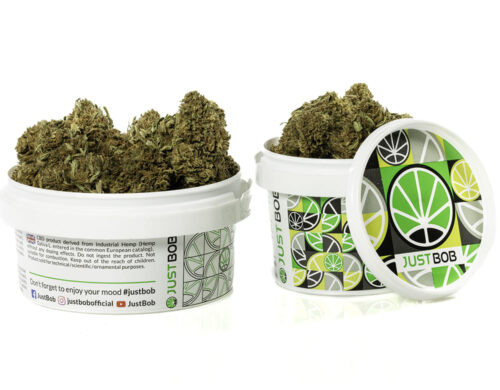 CBD Blüten des Sweet Berry in einem weißen Behälter