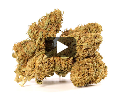 Videovorschau von cbd Blüten Sweet Berry mit grünen und braunen Nuancen