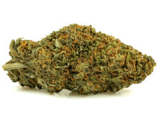 sweet berry small cbd gras