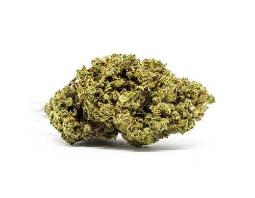 CBD Blüten der Sorte Master Kush