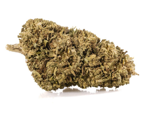 Nahaufnahme einer Spitze von cbd Gras Outdoor Mix