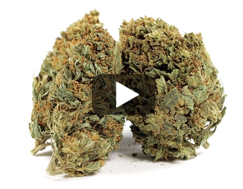 cbd-gras-melon-kush
