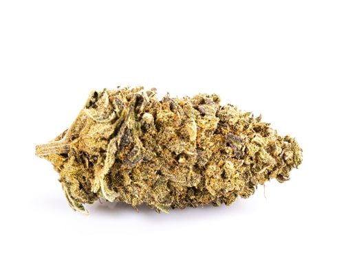 CBD Blüten der Sorte Purple GG #4