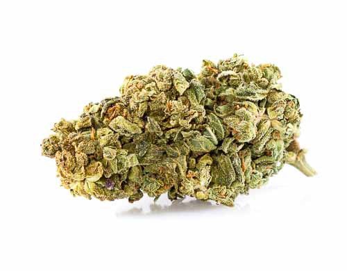 CBD Blüten der Sorte Purple GG #4
