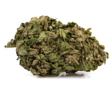 cbg gras der sorte zkittles