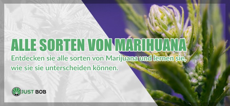 ENTDECKEN SIE ALLE MARIHUANA SORTEN UND LERNEN SIE, WIE SIE UNTERSCHEIDEN KÖNNEN.