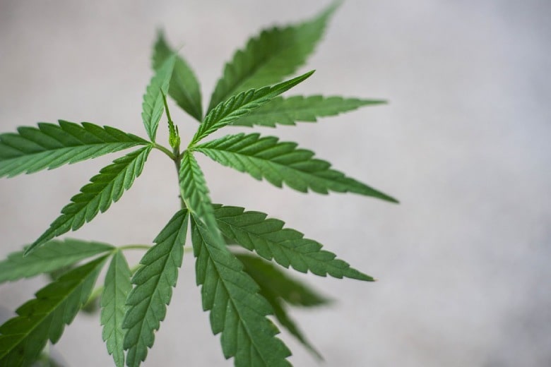 CBD-Blüten: Haupteigenschaften.