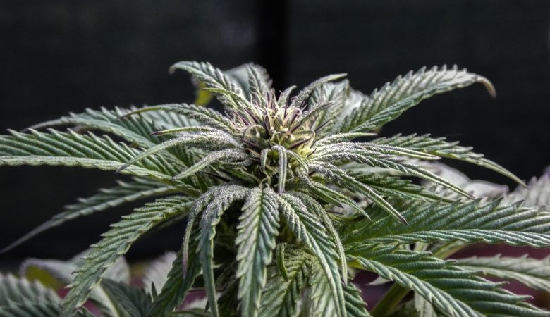 Die Ursprünge von Cannabis