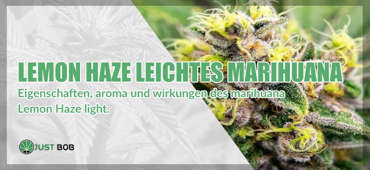 Lemon Haze CBD-blüten: Alles, was Sie darüber wissen müssen