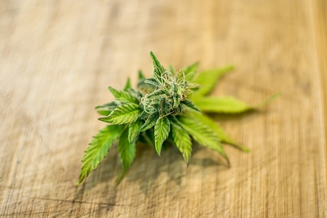 CBD-Cannabis legal online kaufen