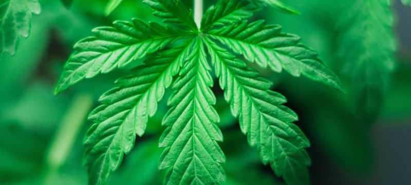 Die Cannabis-Variante Sativa