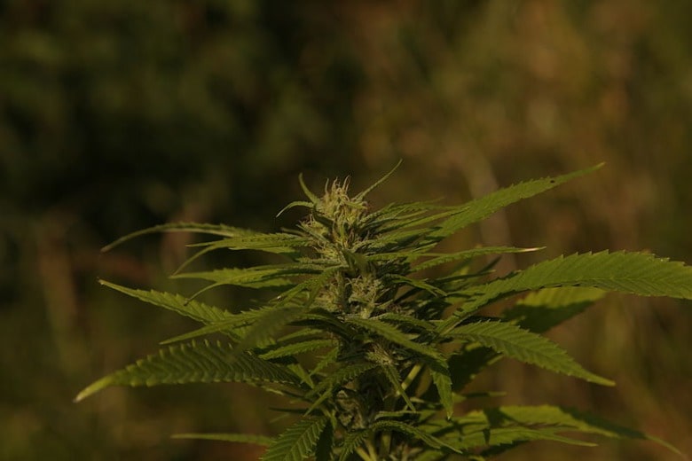 Indica CBD-Hanf zeichnet sich im Gegensatz zu Cannabis Sativa