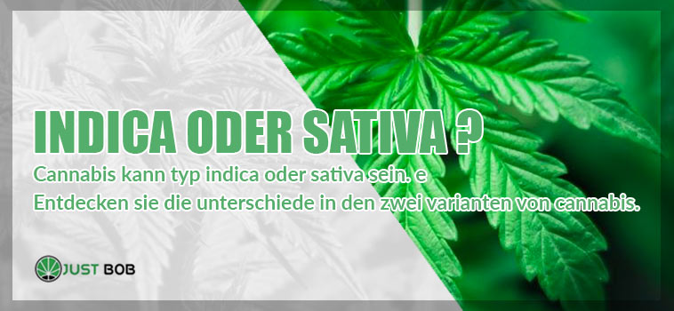 Marihuana Indica oder Sativa: Hier sind die Unterschiede