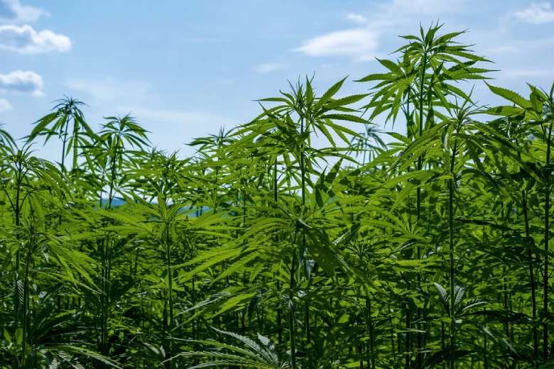 Das Sativa CBD-Hanf, legal in Österreich