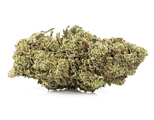 Cbd grass Österreich der Sorte Rotal GG#4