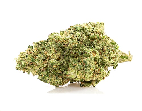 Cbd grass Österreich der Sorte Rotal GG#4
