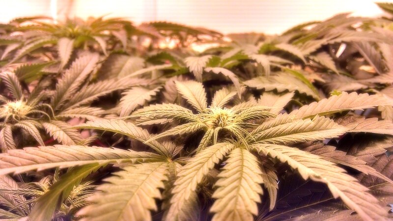 das cbd: was ist es