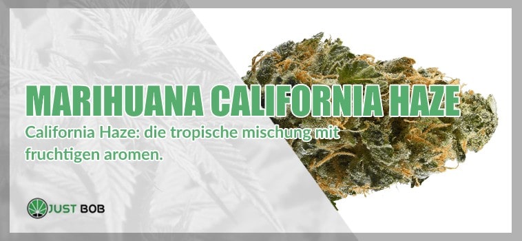 California haze: die tropische mischung mit fruchtigen aromen