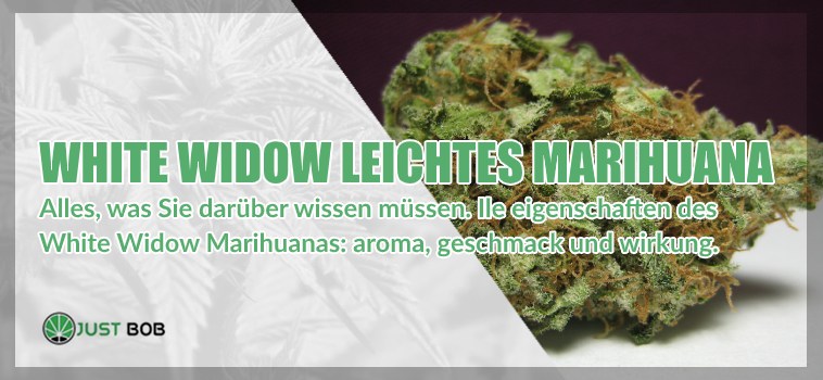White Widow Marihuana: Information