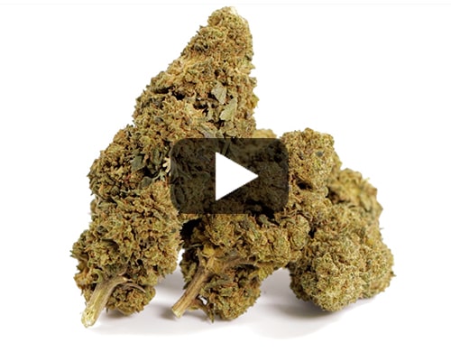 cbd-gras-GG#4-cbd-boost