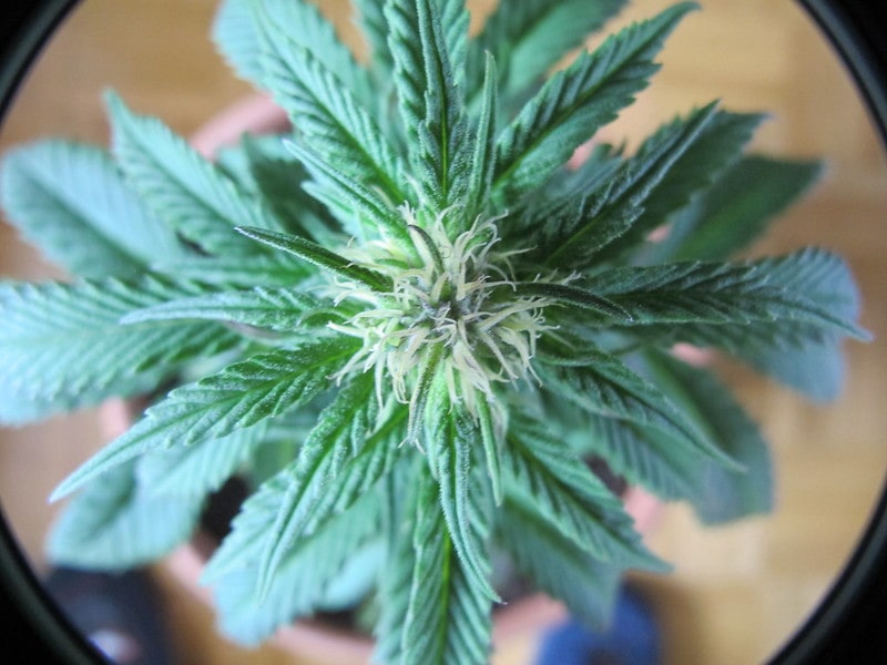 THC: Was ist es