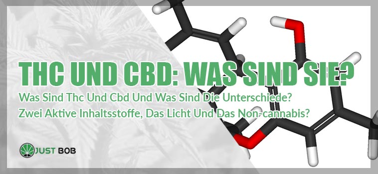 THC und CBD: Was sind sie?