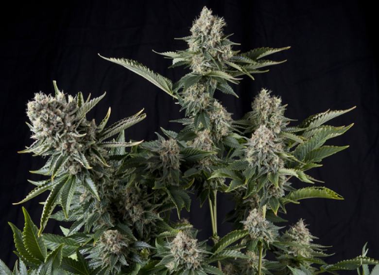 Eigenschaften der White Widow Pflanze