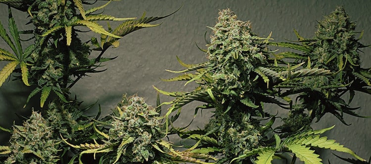 typen von cannabis cbd