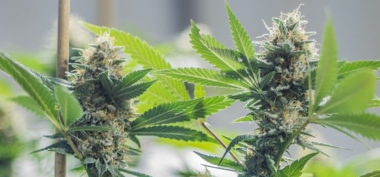 CBD-gras-cannabis